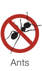 Ants-Icon